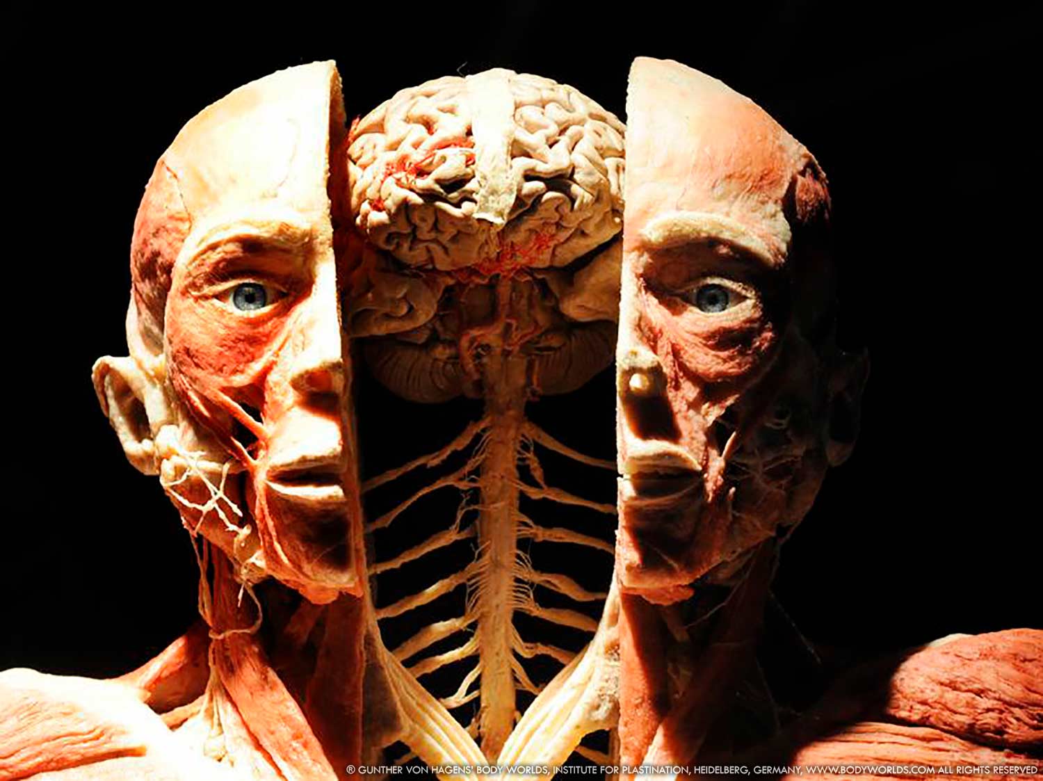 You are currently viewing Nowodworczycy na wystawie Body Worlds Vital w Gdańsku