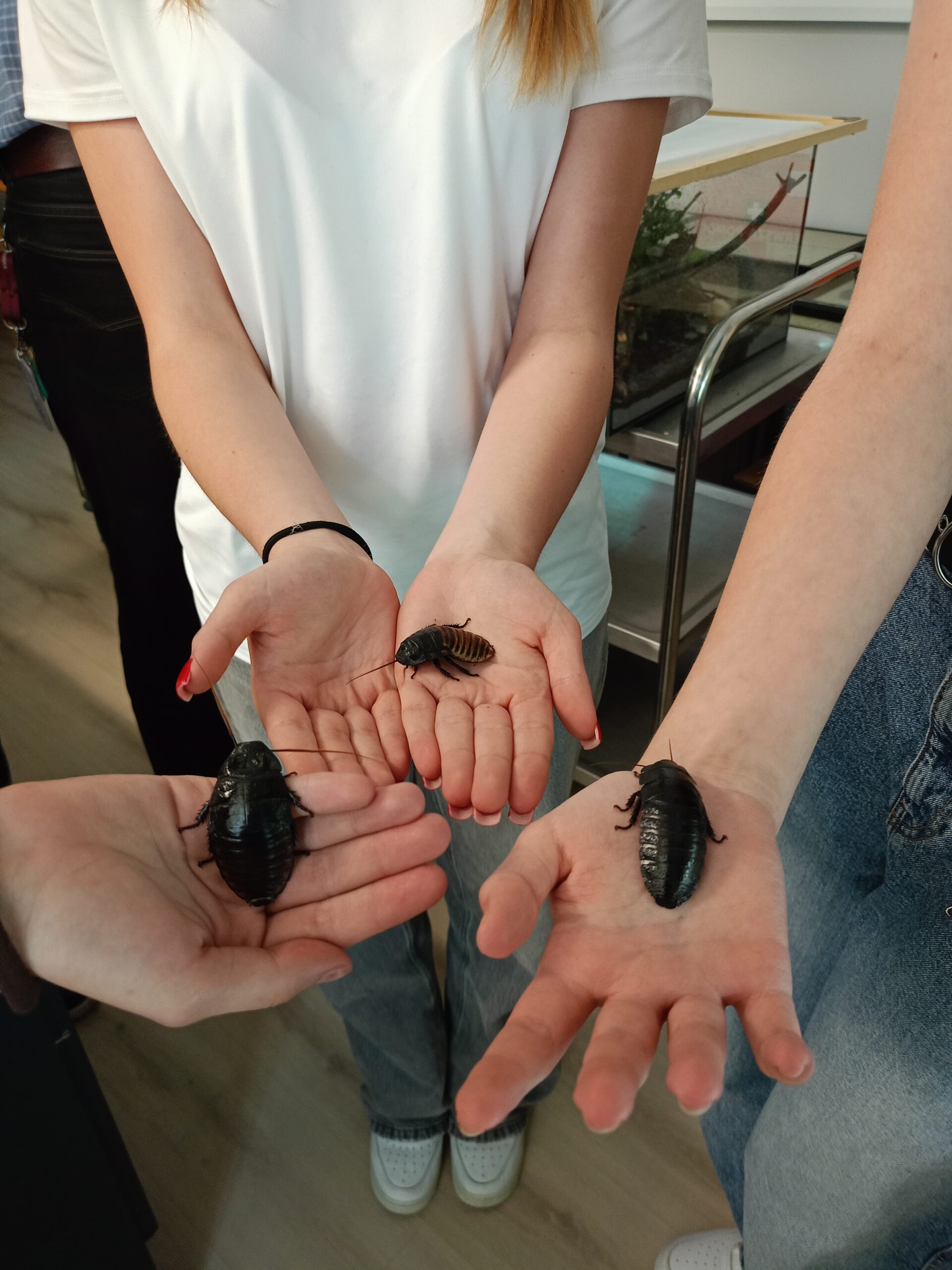 You are currently viewing Nowodworek na Medycznej Środzie