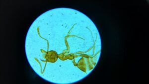 Read more about the article Mikroświat