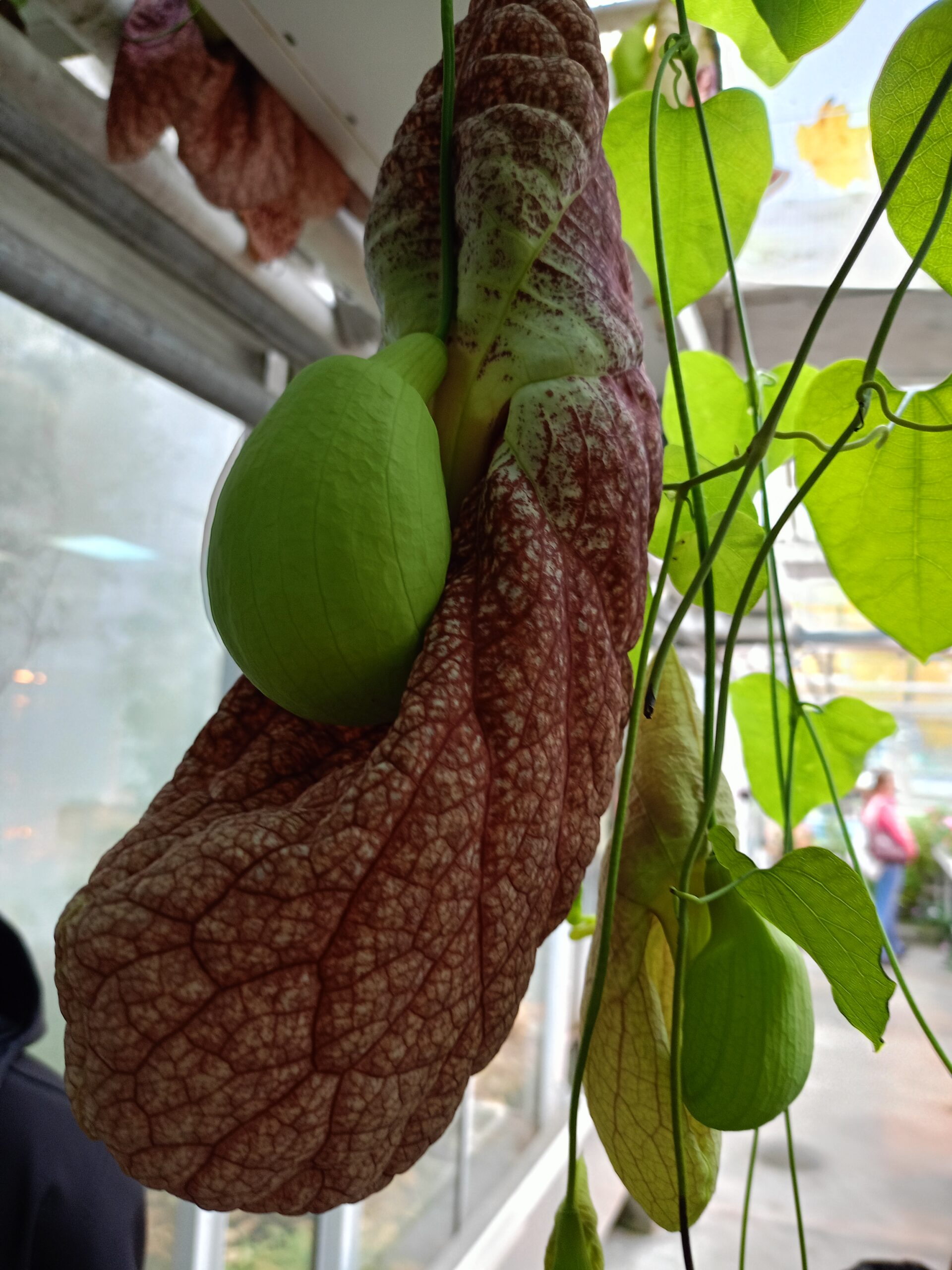 Read more about the article „Każde przeżycie jest zawsze sukcesem”. Toruń botanicznie